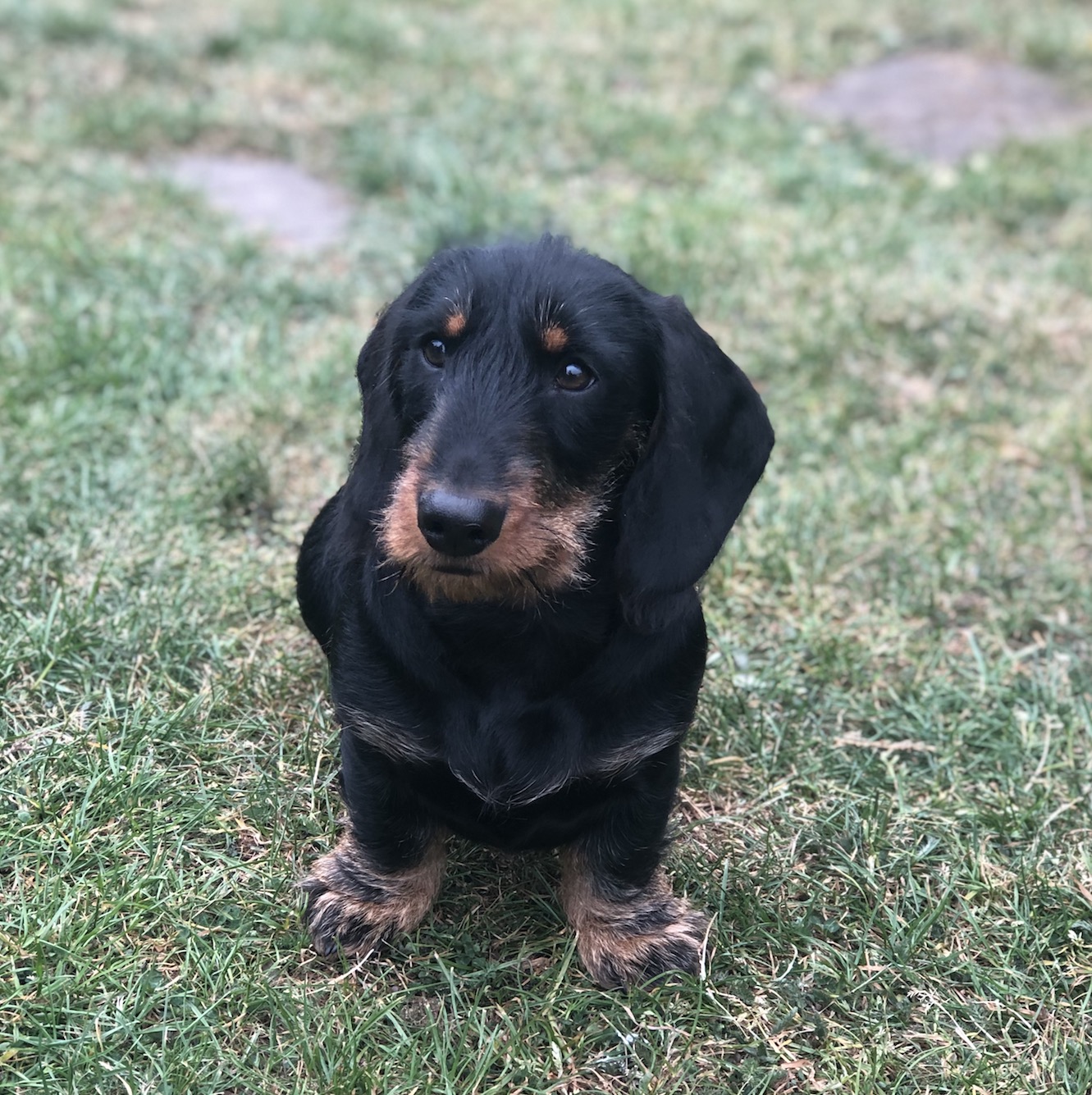 Dog in field